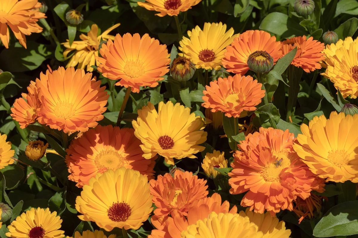 Closeup of the short lived orange and yellow flowers of Calendula or pot marigold.
