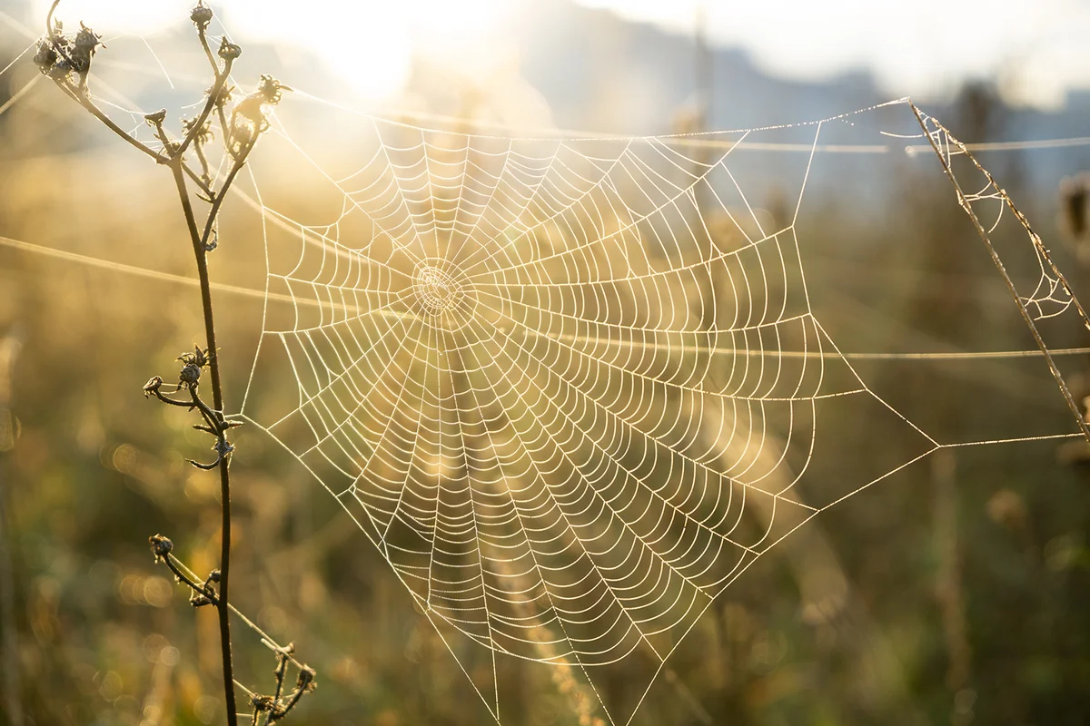 Spider web covered with the morning moss on the meadow in the morning