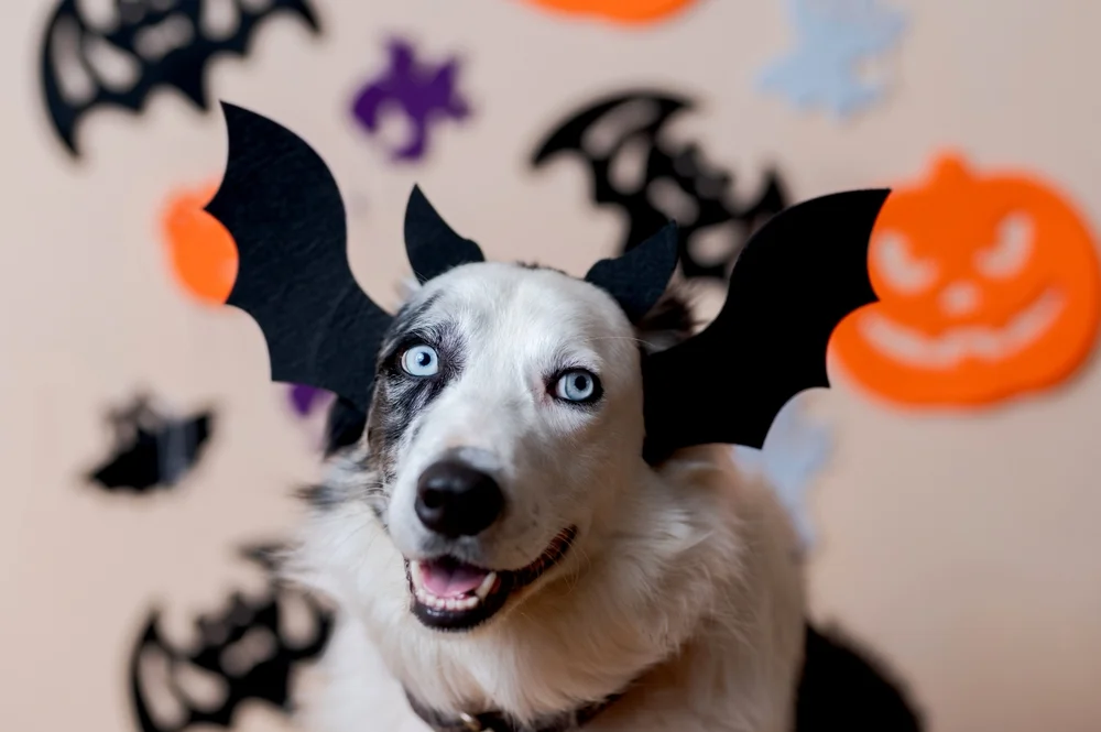 dog with bat wings