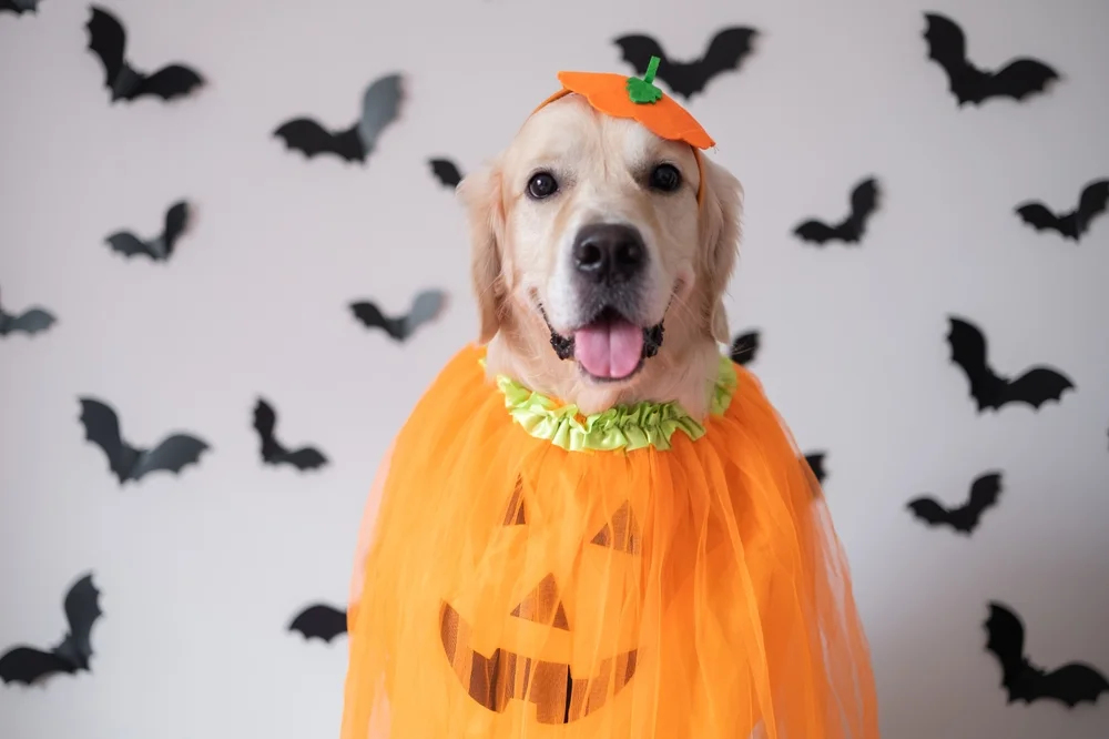 dog in a pumpkin costume