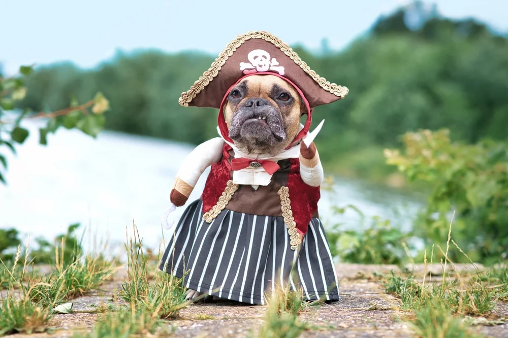 dog in a pirate costume