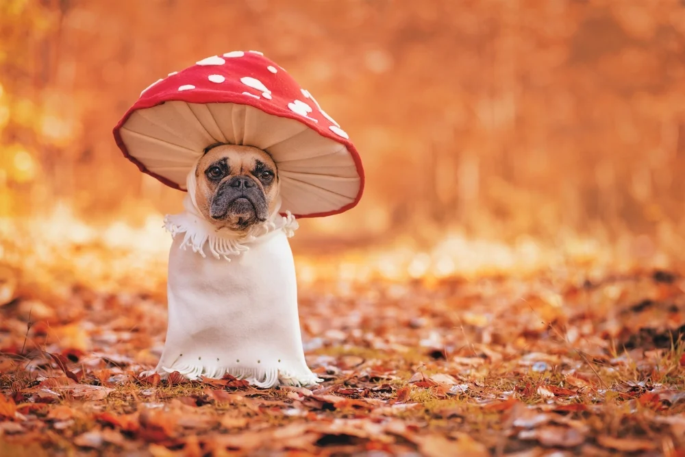 dog in a mushroom costume