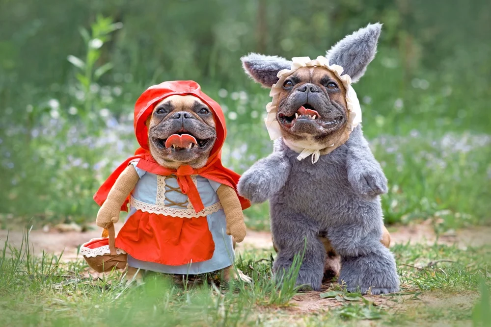 dogs in Halloween costumes