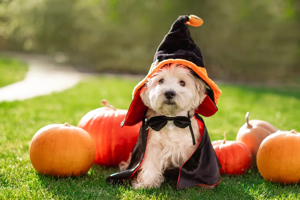dog in a witch costume