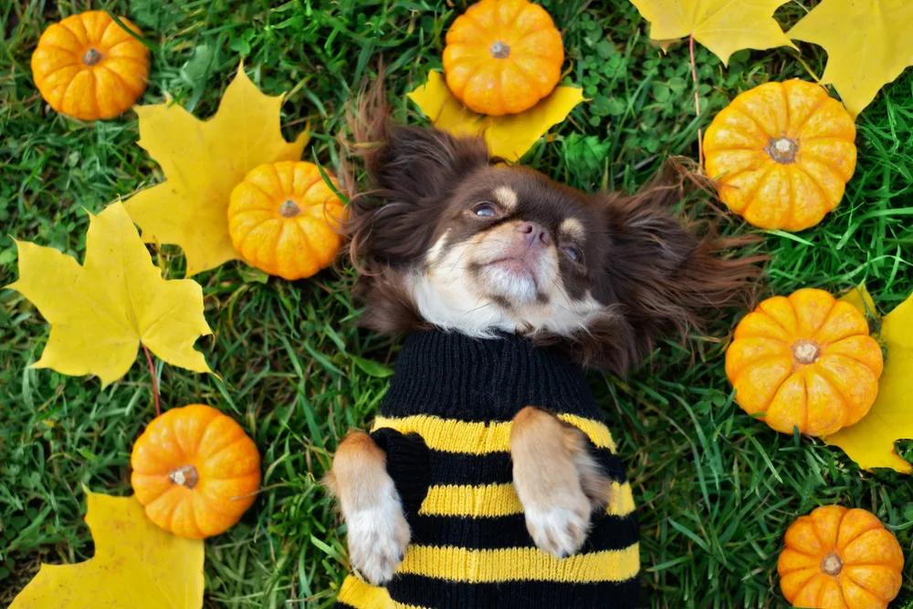 dog in a bee-striped sweater
