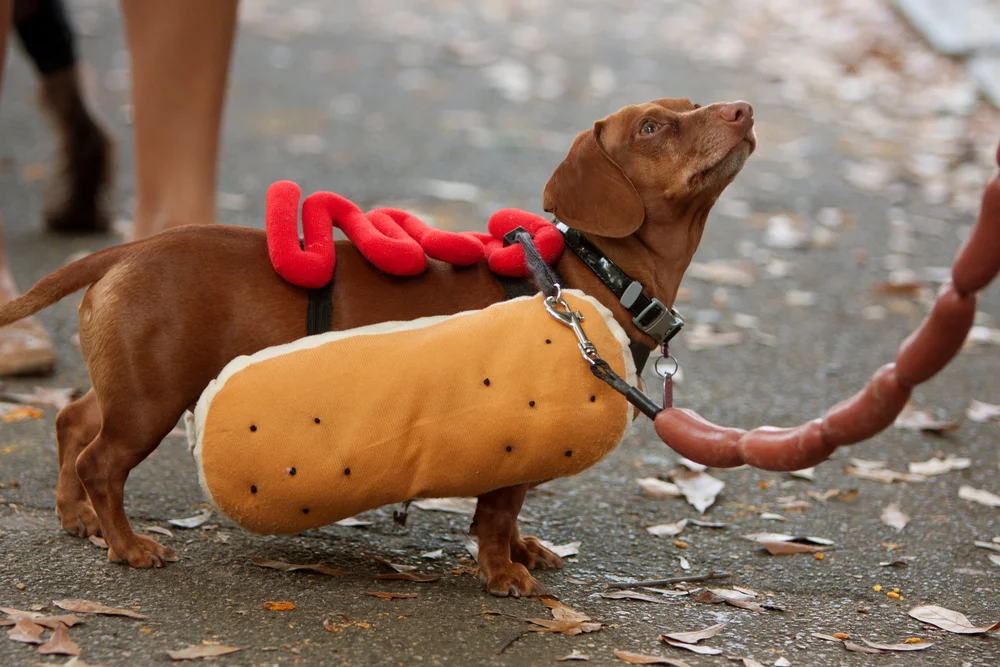 ATLANTA, GA - OCTOBER 27: A dachshund is dressed up like a hot dog for a Halloween dog costume contest in Piedmont Park on October 27, 2012 in Atlanta.