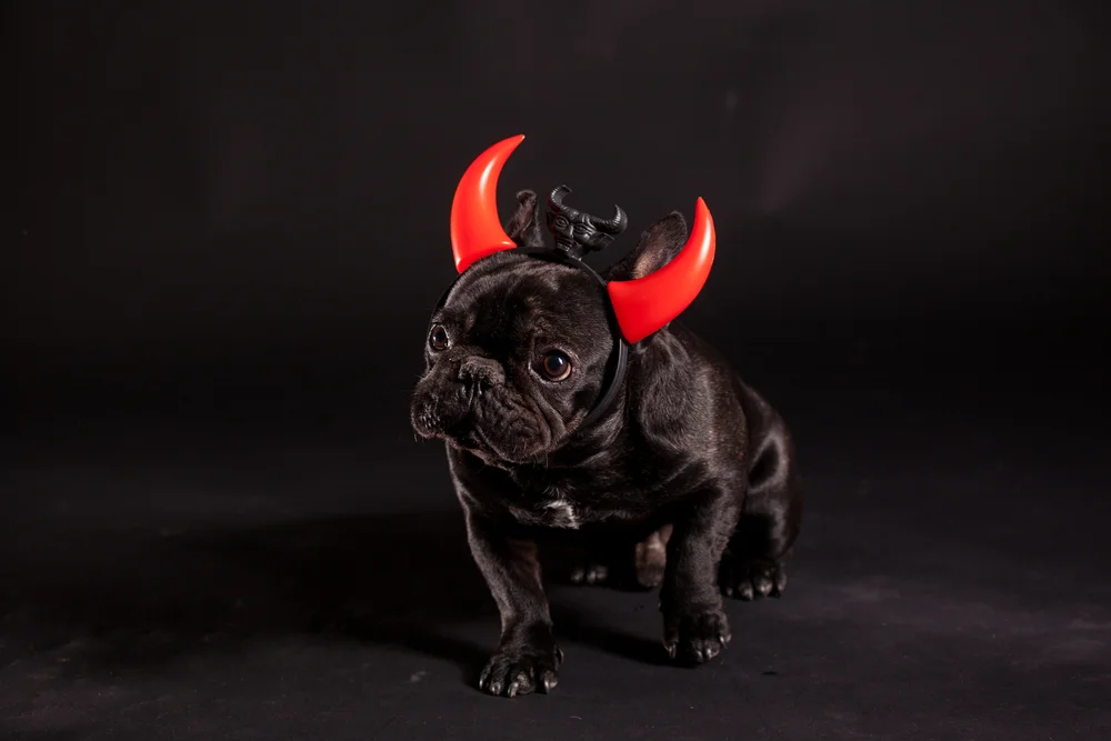 dog in devil horns