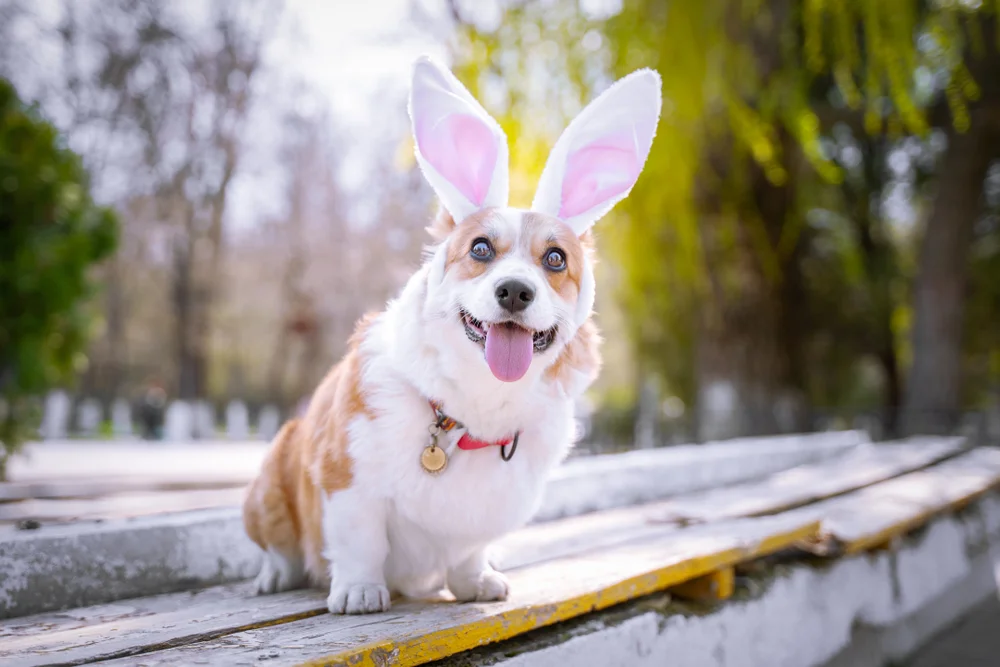 dog in rabbit ears