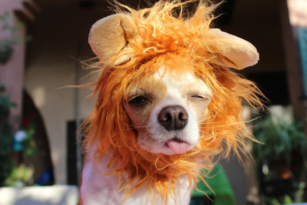 dog in a lion costume