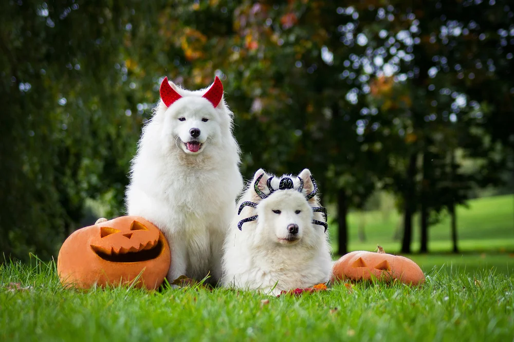 Dogs in Halloween costumes