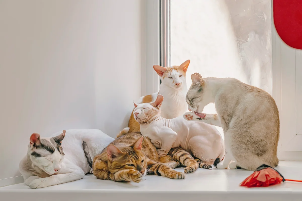Cats of different breeds lying together