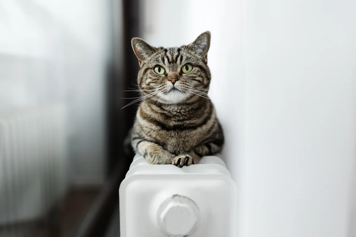 british shorthair cat