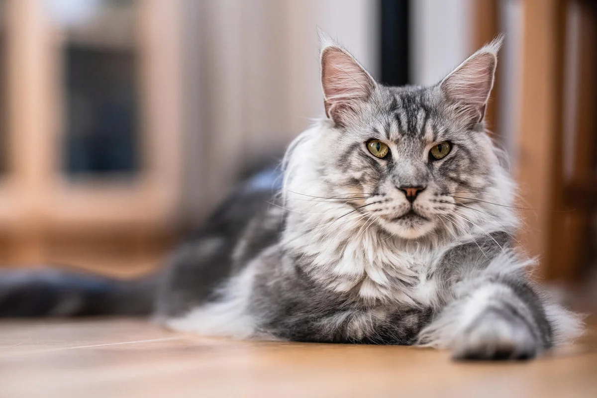 Maine coon cat
