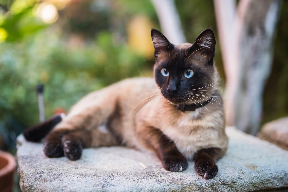 siamese cat