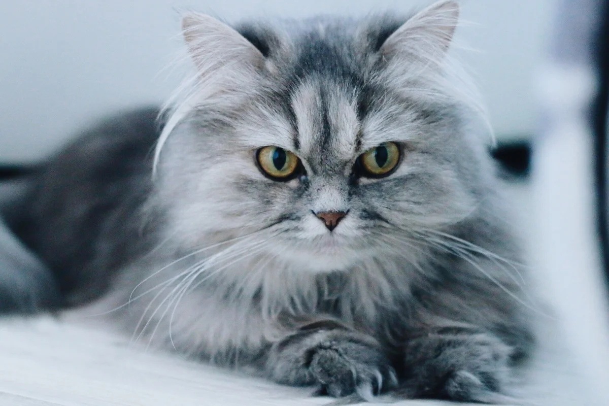 persian cat