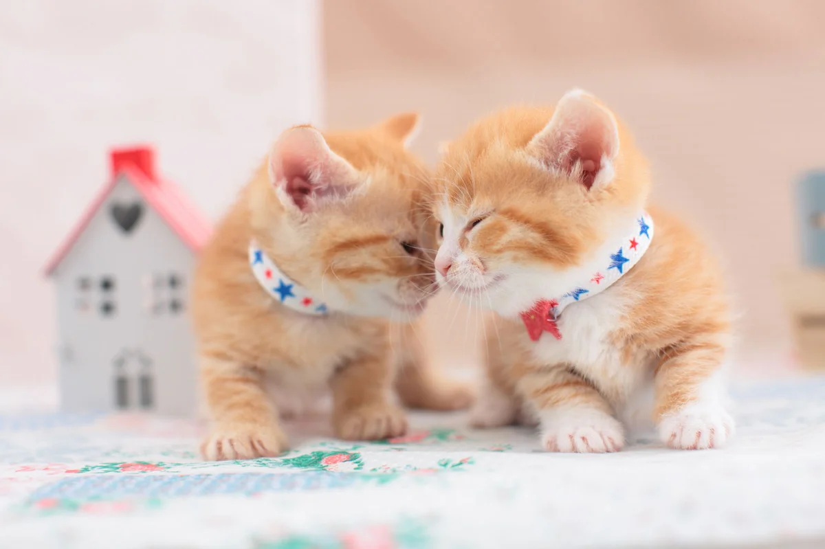 Two adorable Munchkin kittens