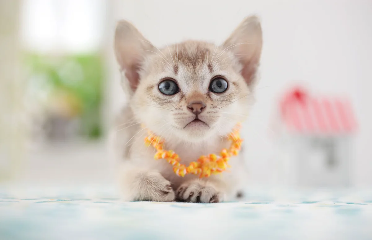 Singapura kitten