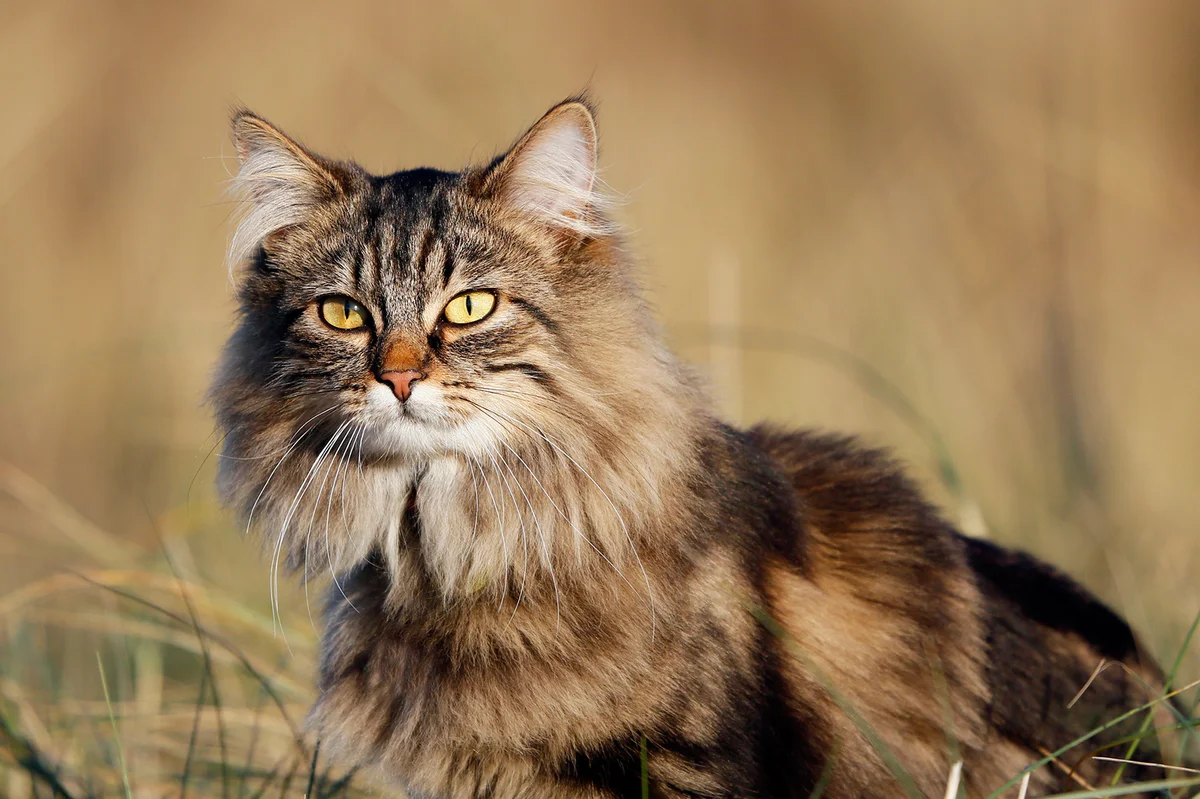 Norwegian Forest cat in the grass