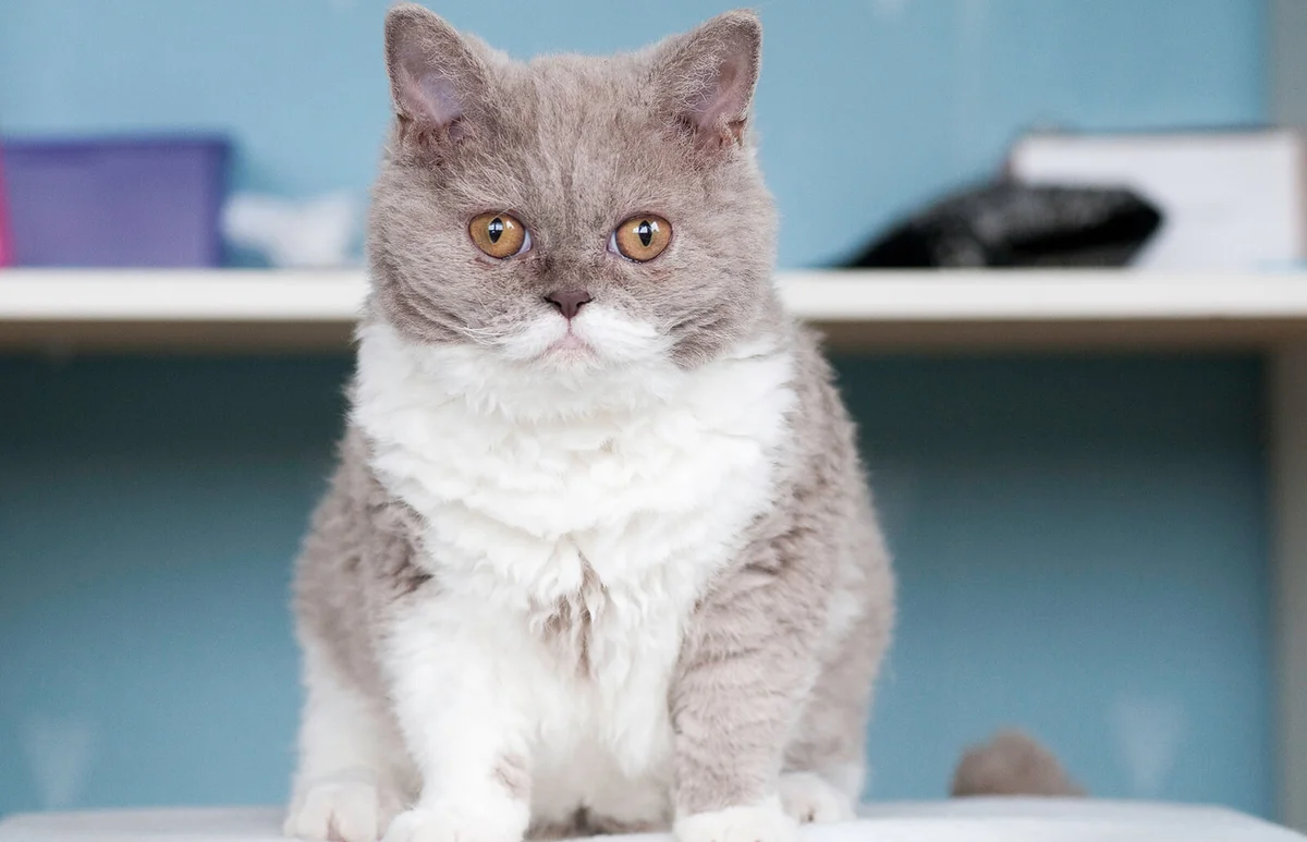 Portrait Of Selkirk Rex On Table