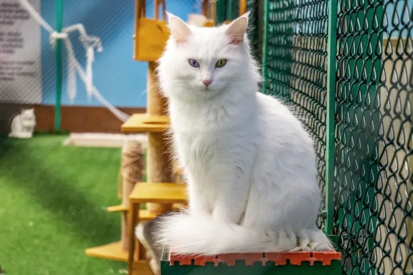 Turkish van cat