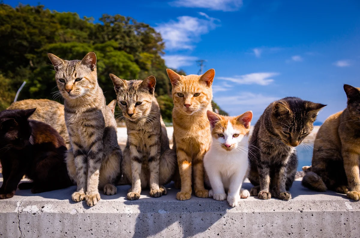 group of cats outside