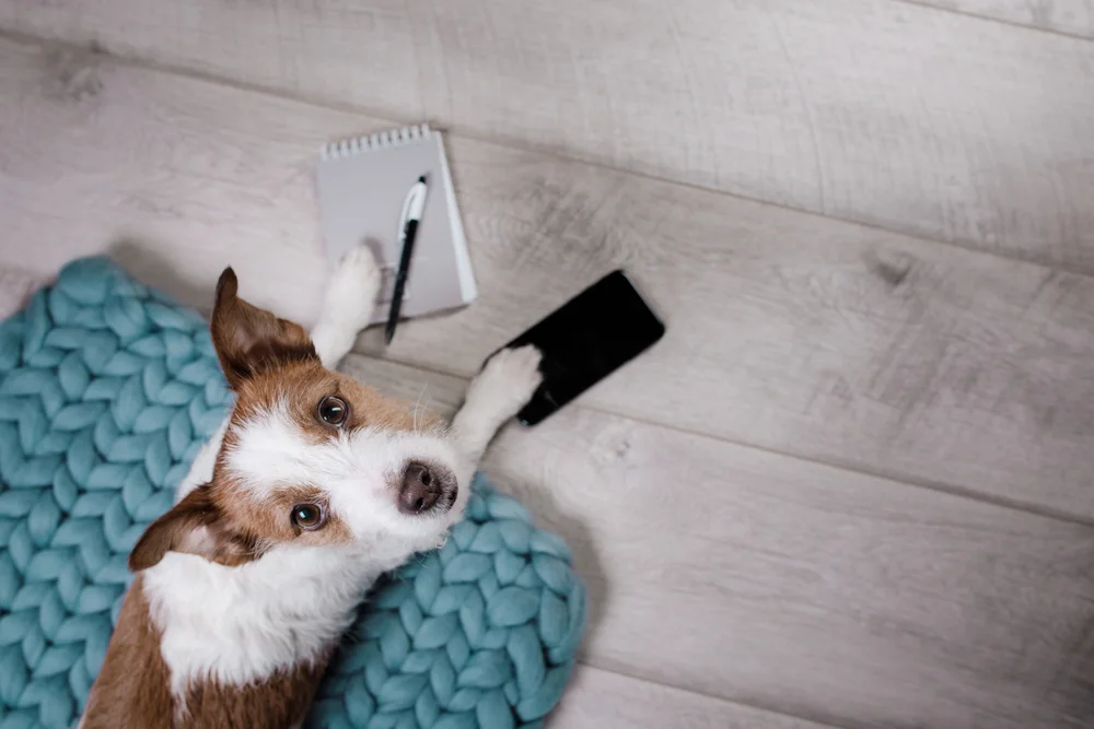 dog with a notepad