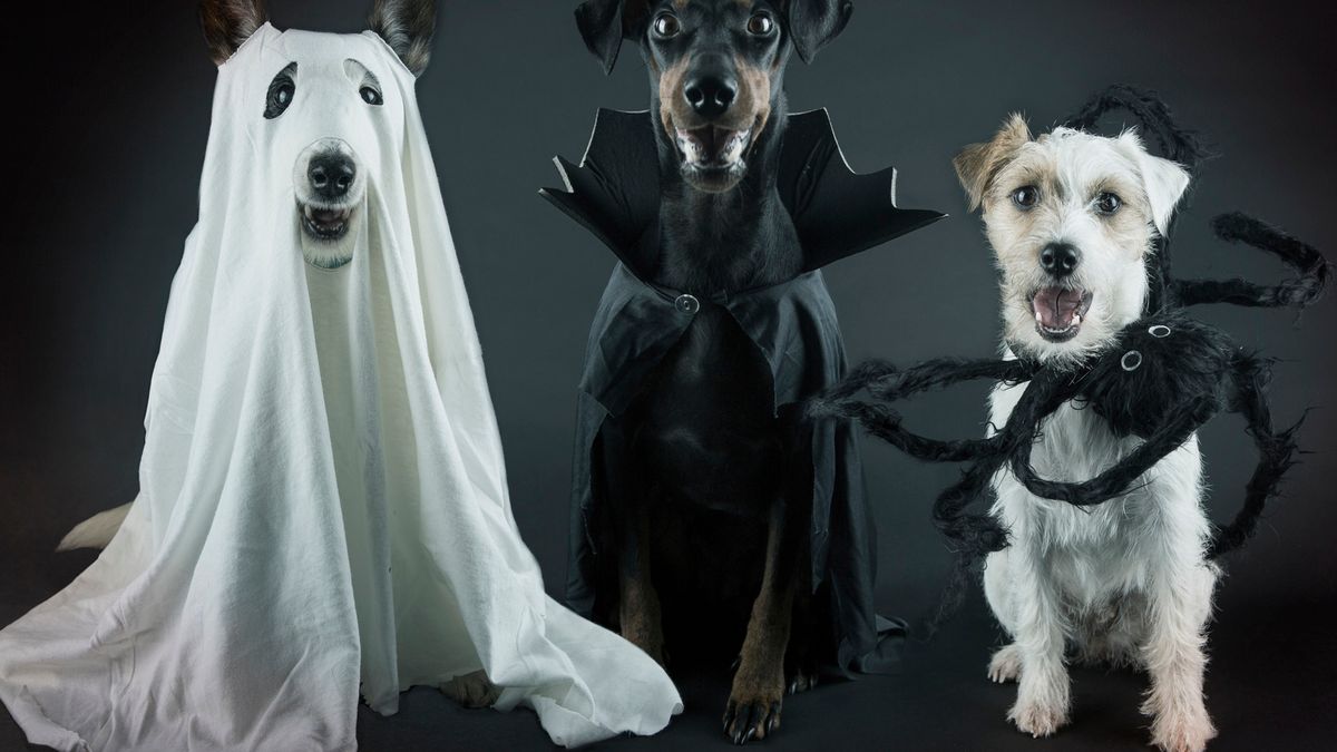 17 Funny Halloween Dog Pictures for Spooky Silliness
