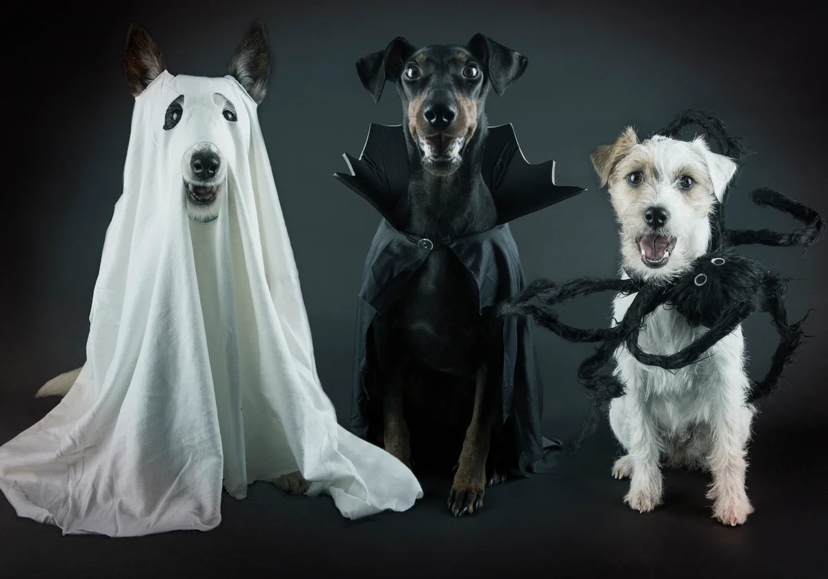 Three dogs dressed in Halloween costumes