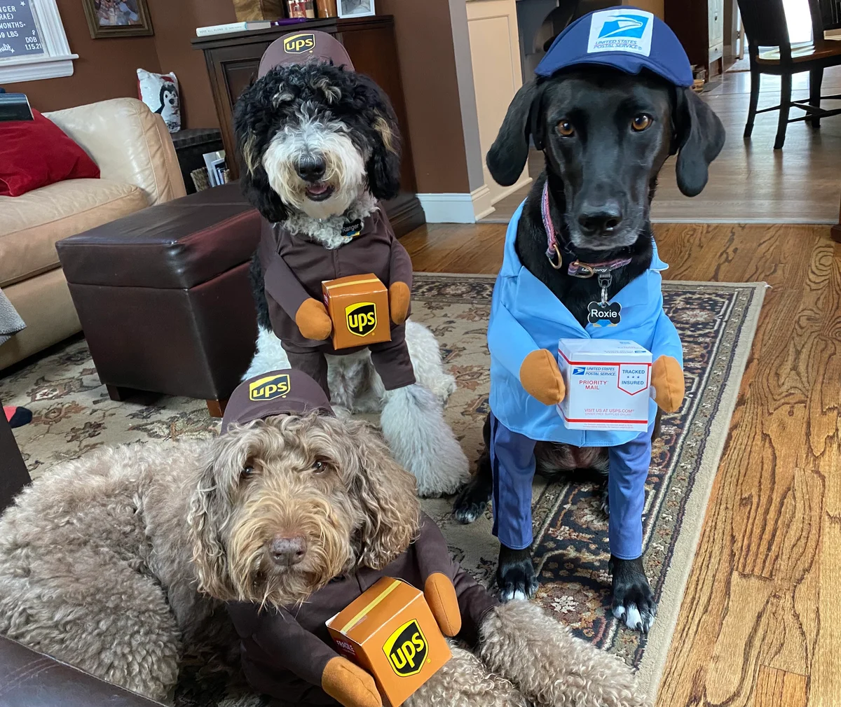 dog delivery drivers