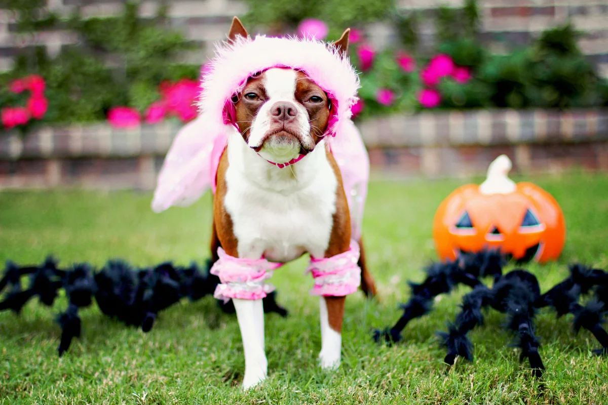 dog in fluffy pink costume
