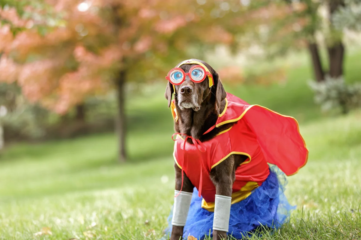 dog in a superhero costume