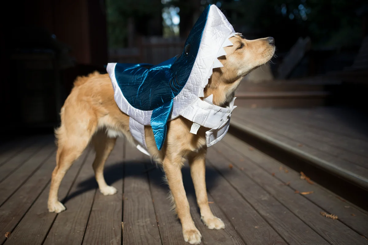 Dog dressed as a shark