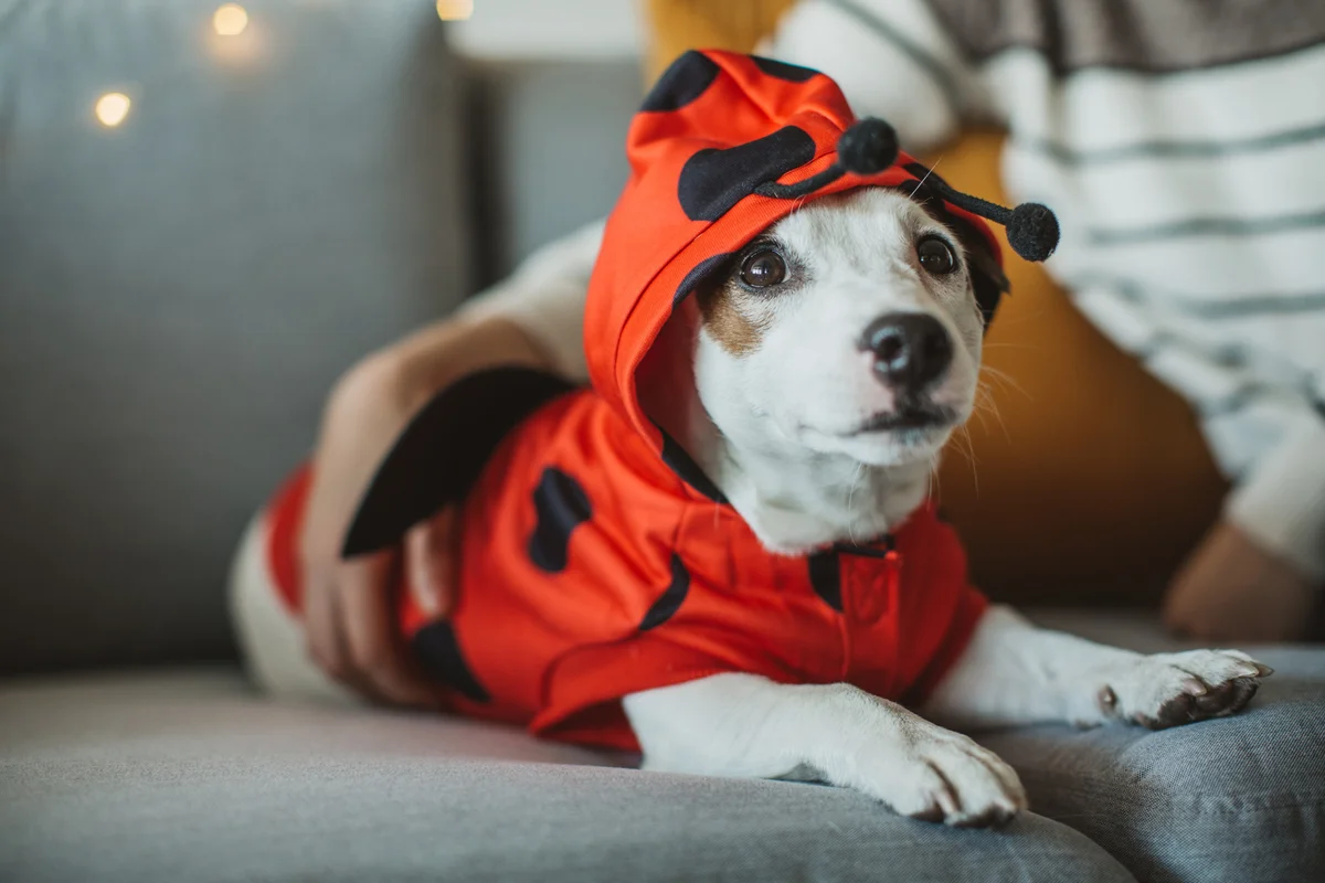 dog dressed as a ladybug