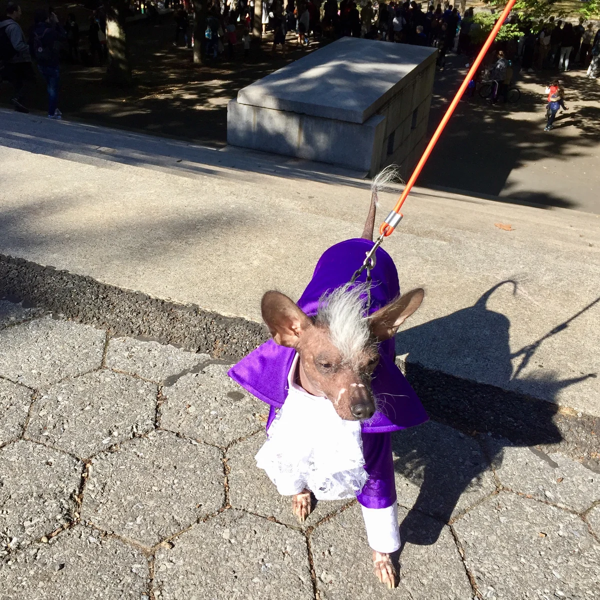 dog dressed in Prince costume