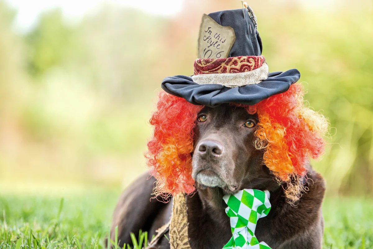 dog in a clown costume
