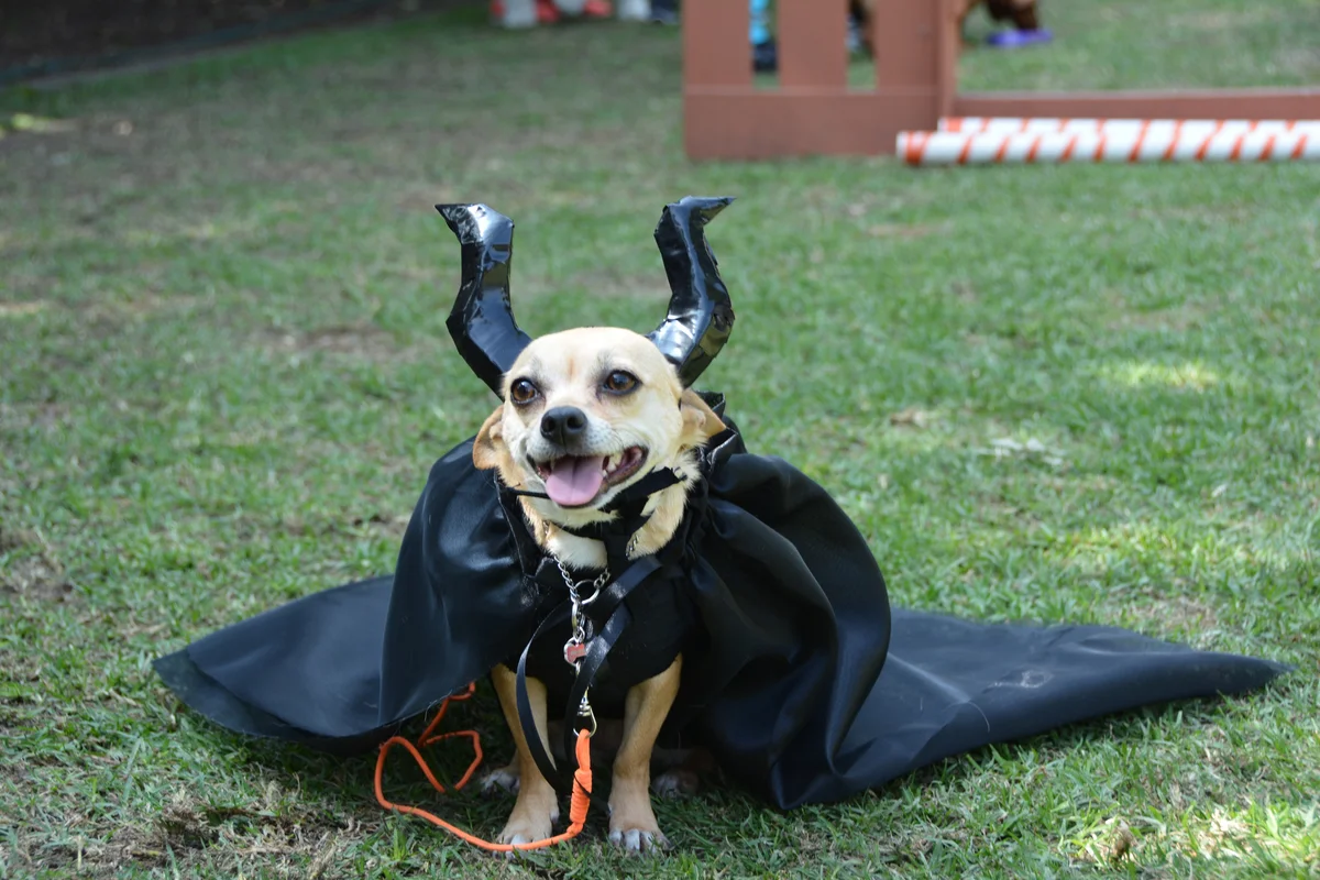Chihuahua dressed as Maleficent