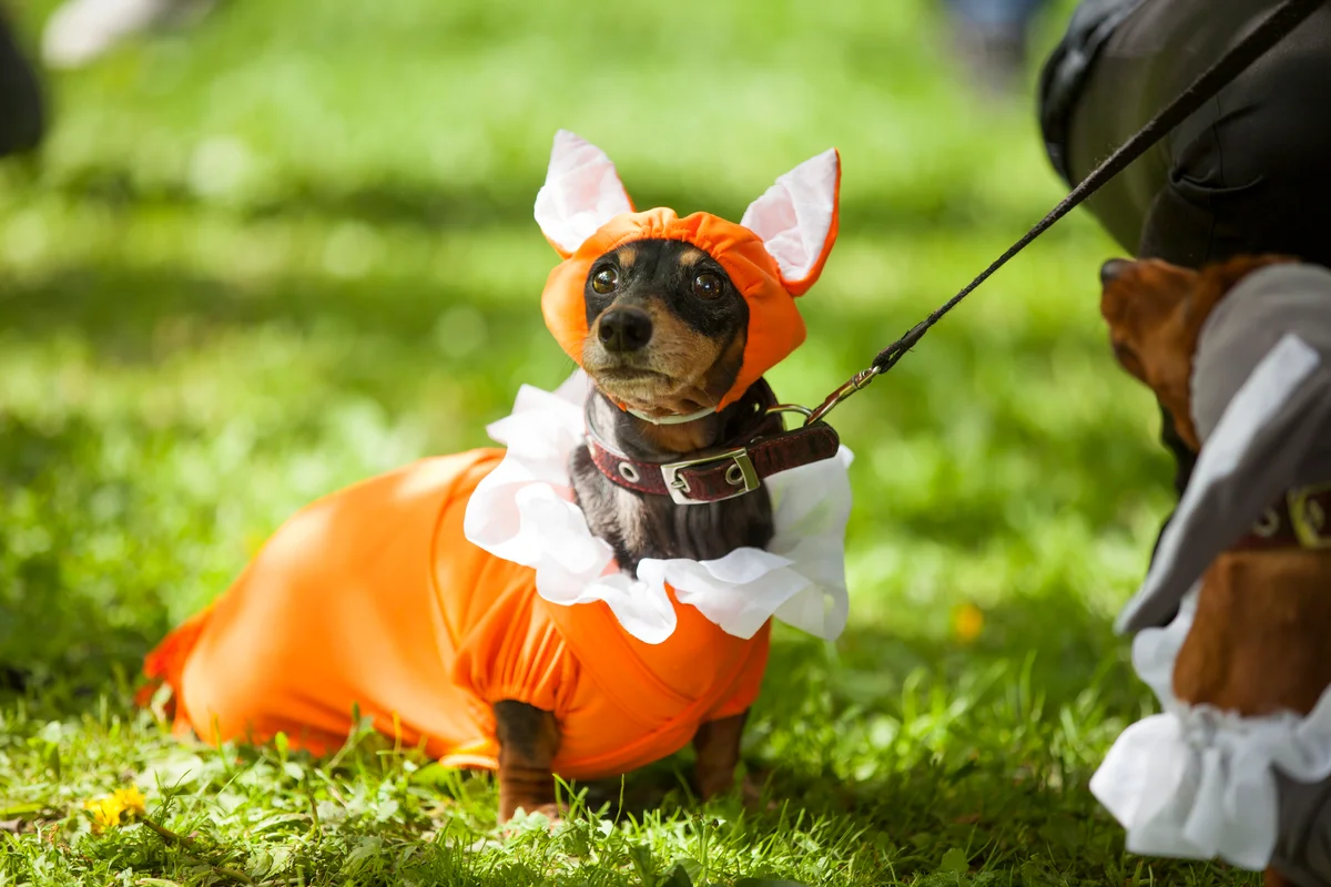 dachshund dressed as a fox