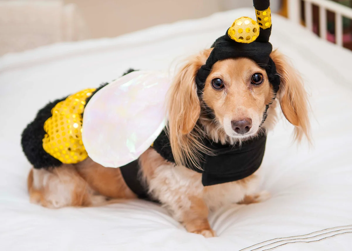 dog dressed as a bee