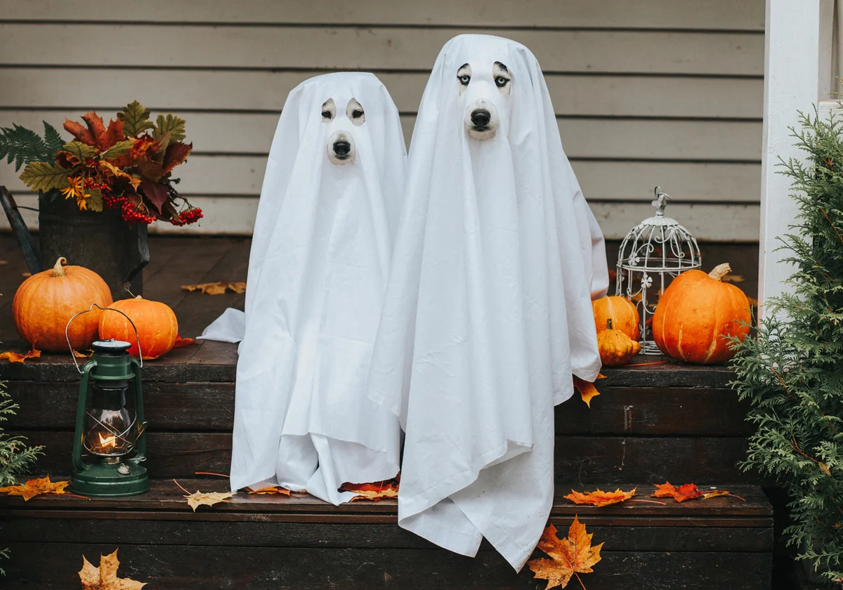 Dogs dressed in ghost costume for Halloween