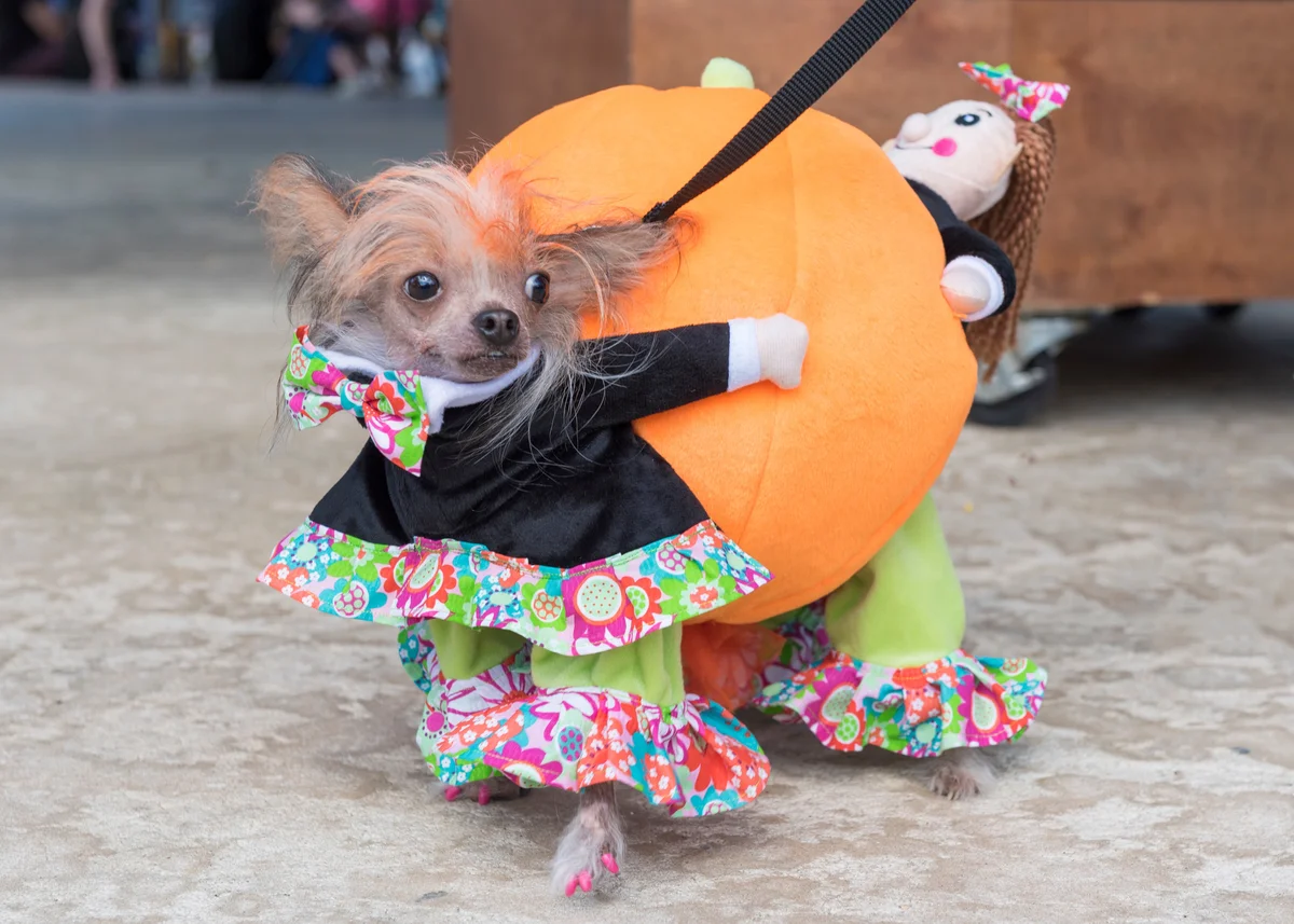 dog in a pumpkin costume