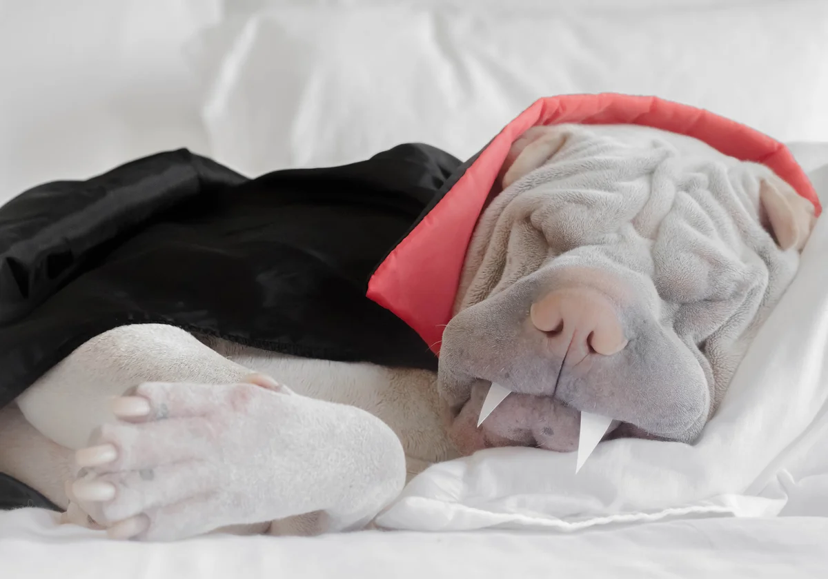Shar pei dog dressed as a vampire