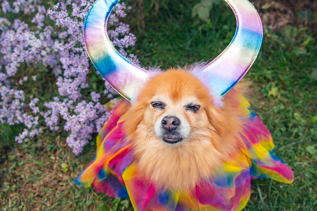 rainbow pom