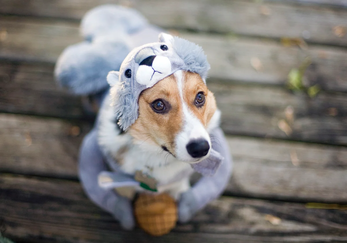 Dog in squirrel costume on Halloween