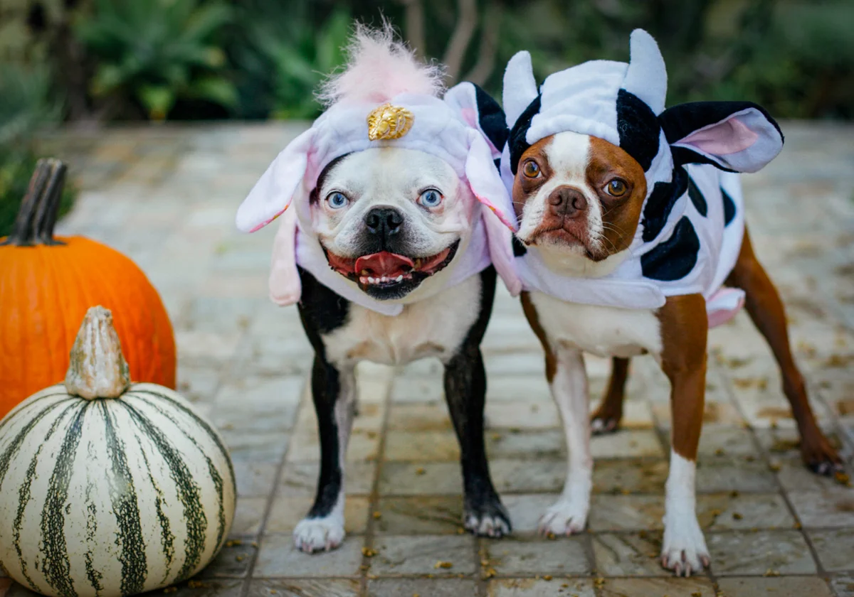Boston terriers in unicorn and cow Halloween costumes