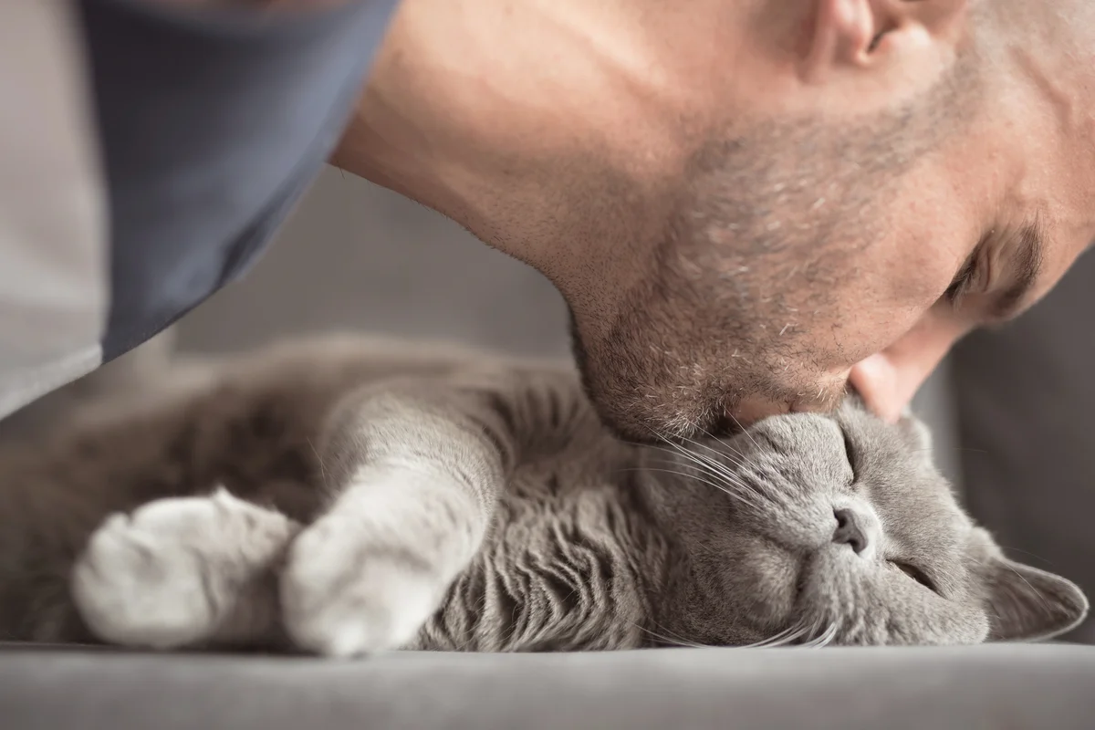 Man kissing a grey British Short Hair cat sleeping on sofa