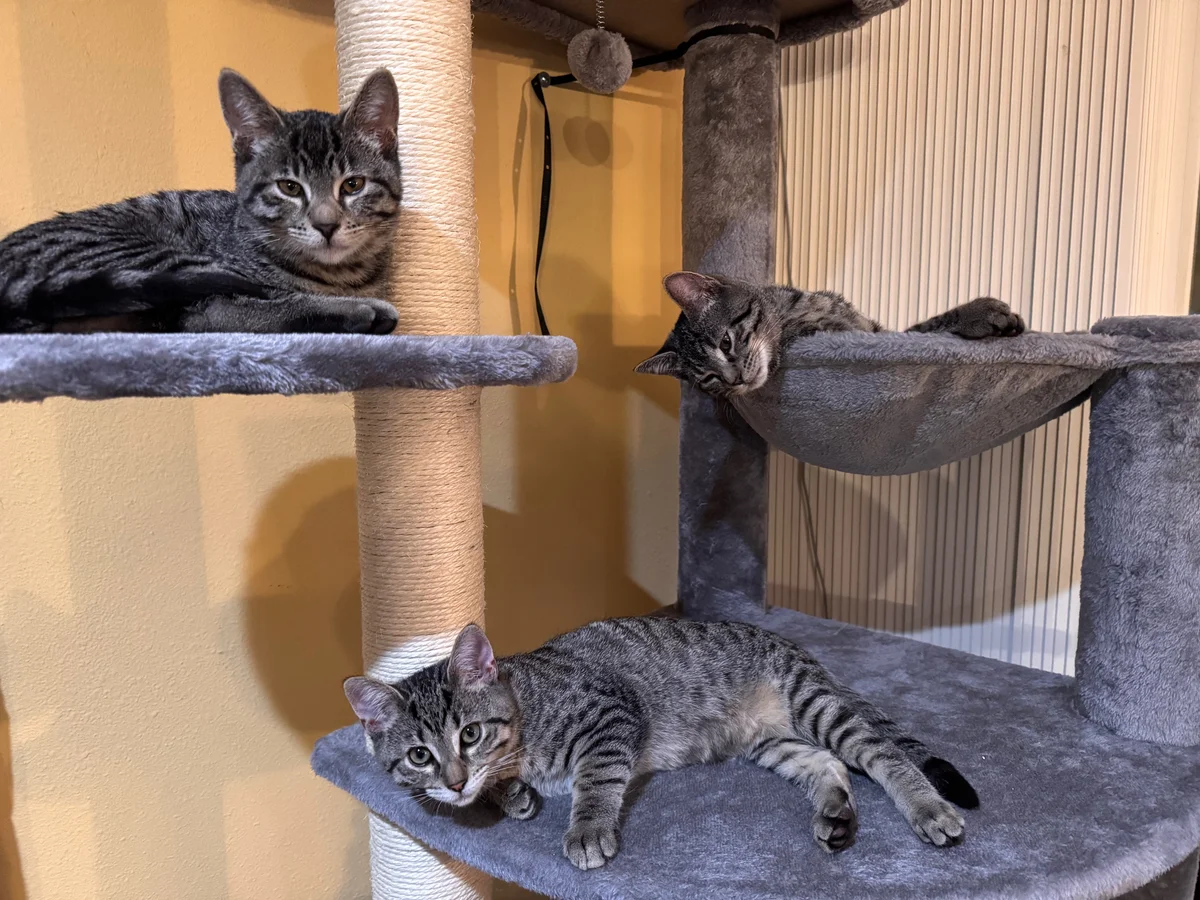 Bryce, Arabella, and Sedona