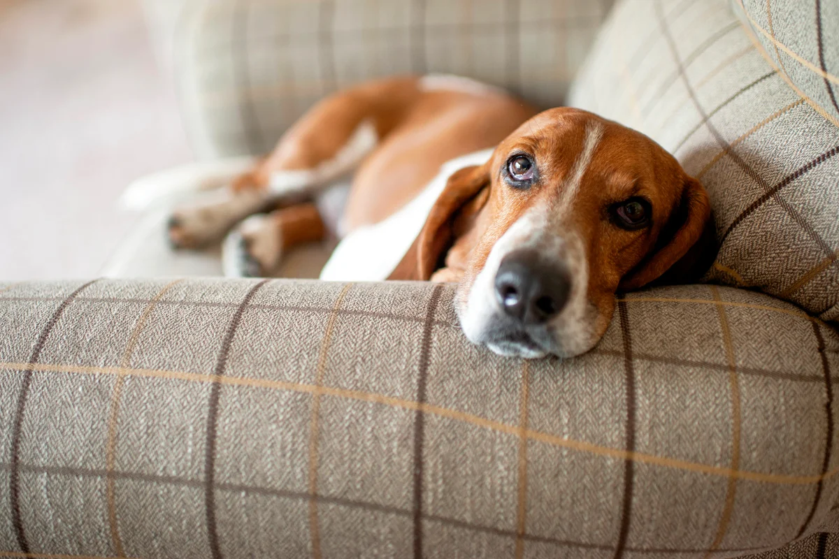 Basset hound dog relaxing in large plaid chair at home