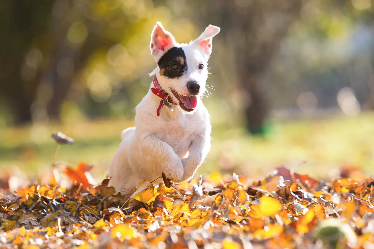 Jack russell chasing tennis ball