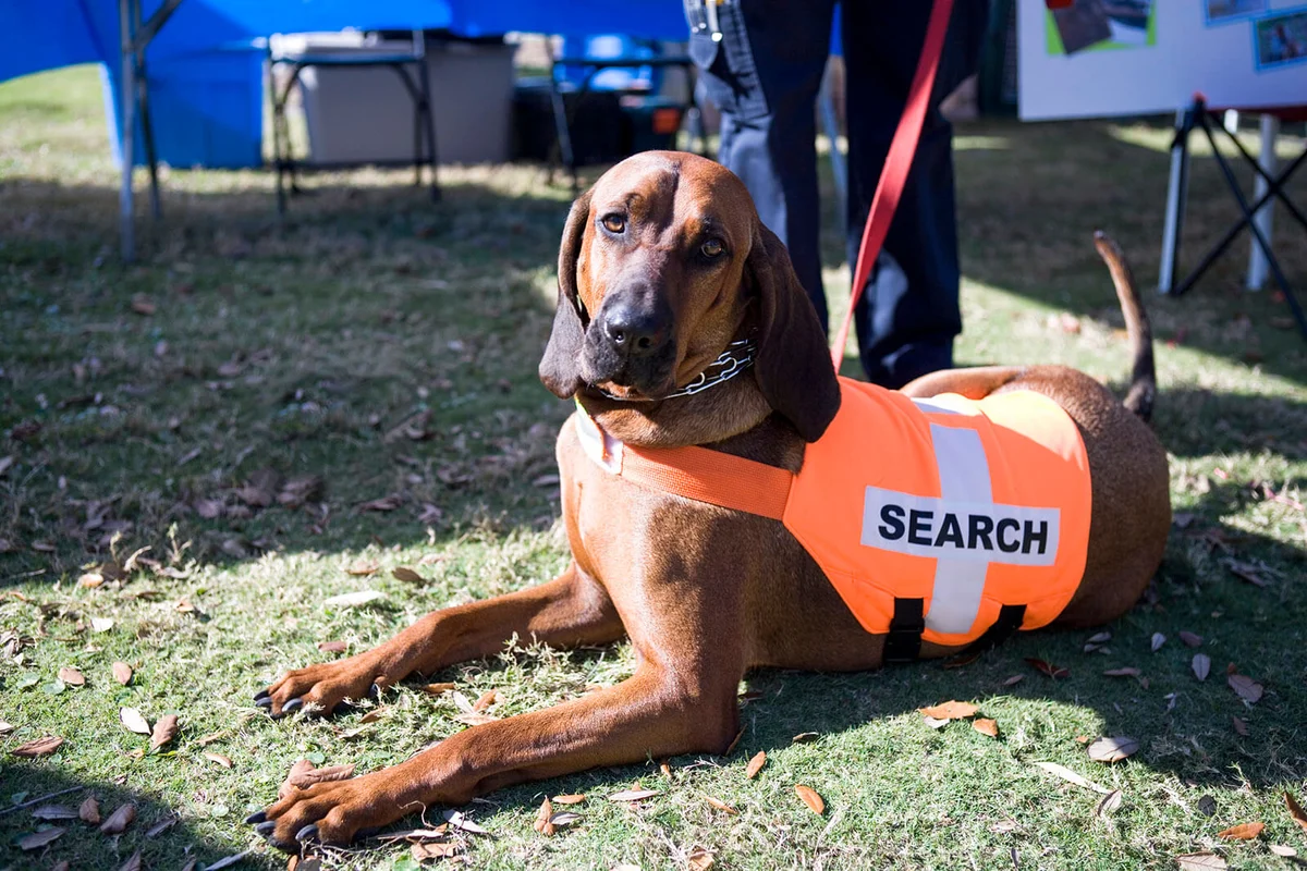 Search and Rescue Bloodhound laying down