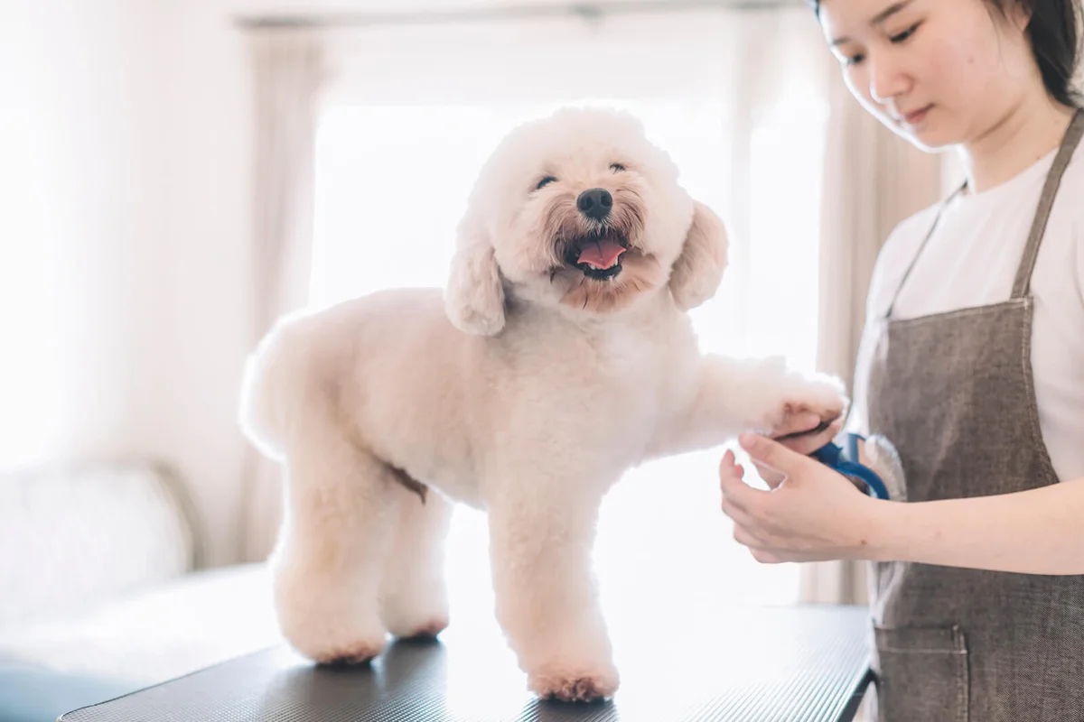 pet groomer using animal brush to clean up and grooming a toy poodle